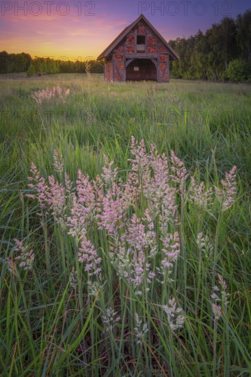 View of grasses and an open half-timbered barn standing on a pasture in the sunset, meadow, spring, awakening, new, colours, season, landscape photo, nature photo, flora, fauna, landscape format, pasture, grasses, lowland, sky, clouds, Stöckse, Steimbke, Nienburg Weser, Lower Saxony, Germany