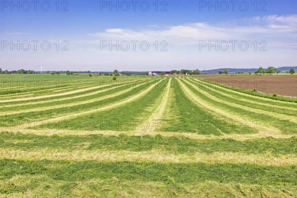Freshly cut grass in swaths on a field for silage in a agricultural landscape a sunny summer day, Sweden