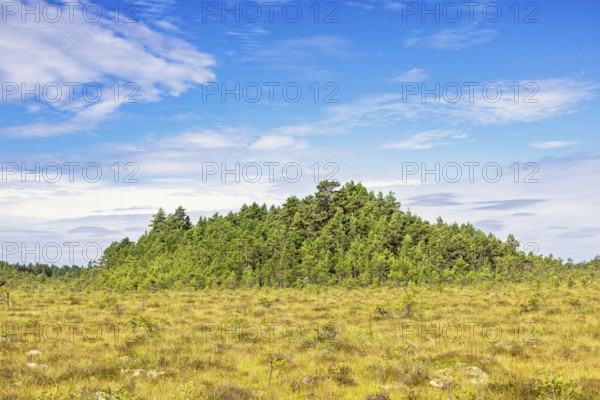 Pine forest on a hill on a bog in a remote wilderness a sunny summer day with a blue sky, Sweden