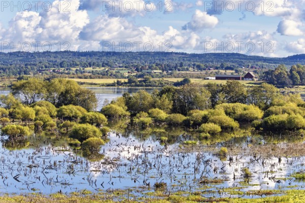 Wetland with trees growing in the water at the waters edge in a beautiful rural landscape in summer, Hornborgasjön, Sweden