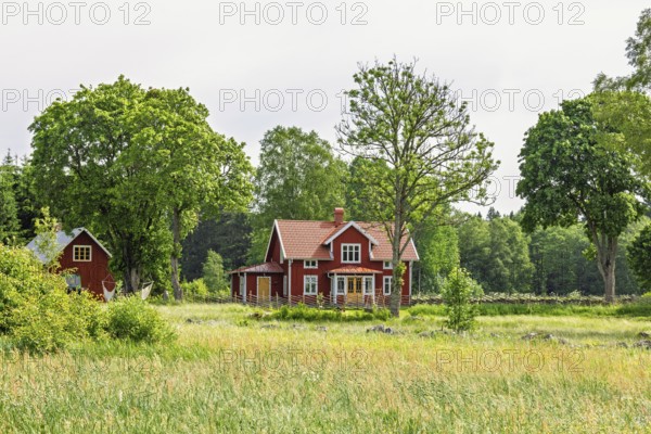 Idyllic residential house in the countryside by a meadow and a grove of trees a sunny summer day, Sweden