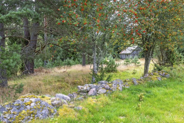 Stone wall in a pasture by a rowan tree with red berries and a old wooden barn by the forest edge in a cultural landscape, Sweden