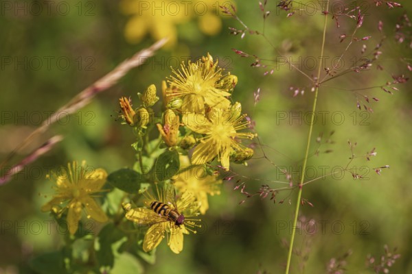 Hoverflies (Episyrphus) pollinating a St John's wort (Hypericum perforatum) flower on a sunny meadow