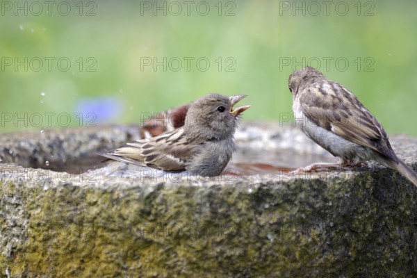 House sparrow (Passer domesticus), 3, bird bath, water, bathing, heat