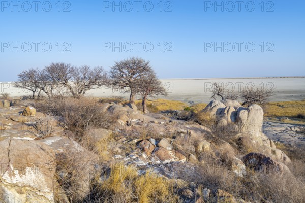 African baobab or baobab tree (Adansonia digitata), several trees overlooking the salt pan, Kubu Island (Lekubu), Sowa Pan, Makgadikgadi Salt Pans, Botswana