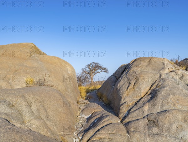 Round rocks and African baobab (Adansonia digitata), in the evening light, Kubu Island (Lekubu), Sowa Pan, Makgadikgadi salt pans, Botswana