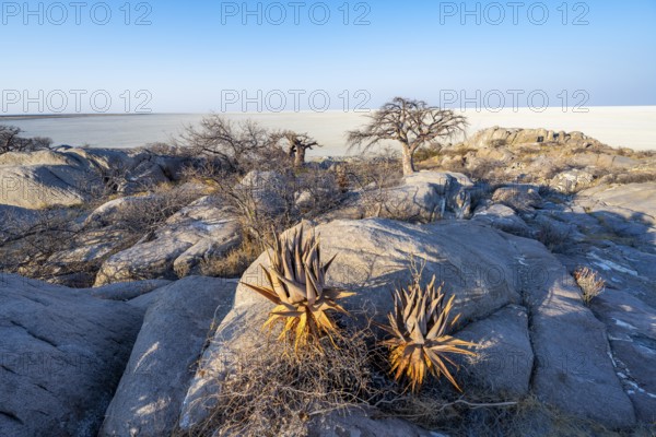 African baobab or baobab tree (Adansonia digitata), between round rocks with view over the salt pan in the evening light, Kubu Island (Lekubu), Sowa Pan, Makgadikgadi salt pans, Botswana