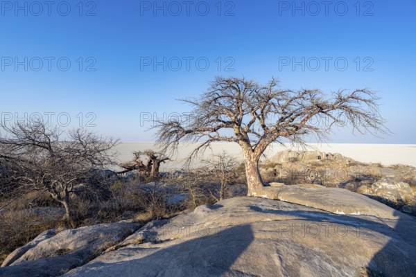 African baobab (Adansonia digitata), overlooking the salt pan in the evening light, Kubu Island (Lekubu), Sowa Pan, Makgadikgadi Salt Pans, Botswana