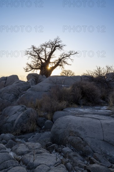 African baobab or baobab tree (Adansonia digitata), with sun star in the evening light, Kubu Island (Lekubu), Sowa Pan, Makgadikgadi salt pans, Botswana