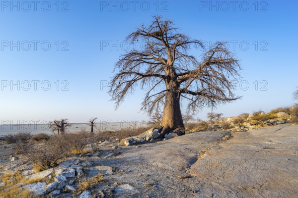 African baobab or baobab tree (Adansonia digitata), several trees overlooking the salt pan in the evening light, Kubu Island (Lekubu), Sowa Pan, Makgadikgadi salt pans, Botswana