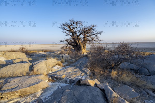 African baobab (Adansonia digitata), babobab with view over the salt pan in the evening light, Kubu Island (Lekubu), Sowa Pan, Makgadikgadi salt pans, Botswana