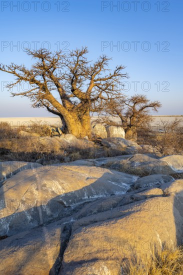 African baobab (Adansonia digitata), babobab with view over the salt pan in the evening light, Kubu Island (Lekubu), Sowa Pan, Makgadikgadi salt pans, Botswana
