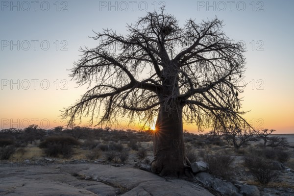 African baobab or baobab tree (Adansonia digitata), sun star at sunset, Kubu Island (Lekubu), Sowa Pan, Makgadikgadi salt pans, Botswana