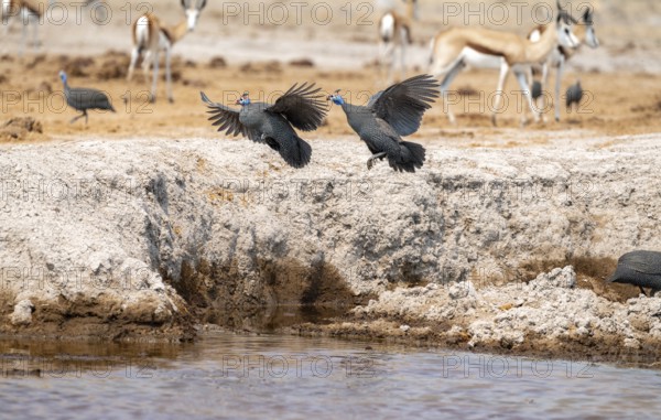 Helmeted guinea fowl (Numida meleagris), three birds flying at a waterhole, Nxai Pan National Park, Botswana
