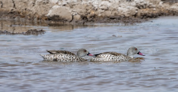 Pallid duck (Anas capensis), two animals, swimming in a waterhole, Nxai Pan National Park, Botswana