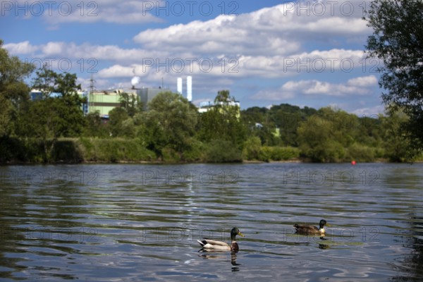 Pair of mallards on the Ruhr, in the background the German stainless steel works, Witten, Ruhr area, North Rhine-Westphalia, Germany