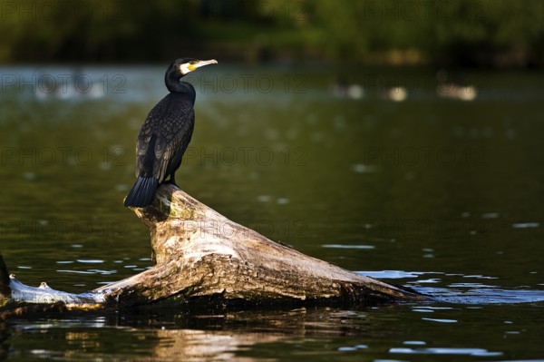 A cormorant (Phalacrocoracidae) sits on a tree stump in the Ruhr and looks out, Witten, Ruhr area, Germany