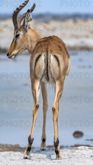 Impala (Aepyceros melampus) at a waterhole, black heeler antelope, male from behind, Nxai Pan National Park, Botswana