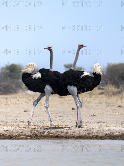 Common ostrich (Struthio camelus), two adult males at a waterhole, threatening, imposing behaviour, Nxai Pan National Park, Botswana