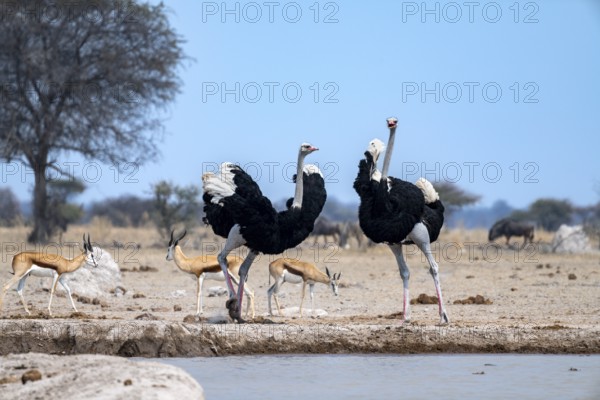 Common ostrich (Struthio camelus), two adult males at a waterhole, threatening, imposing behaviour, Nxai Pan National Park, Botswana
