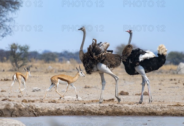 Common ostrich (Struthio camelus), adult male and female at a waterhole, courtship behaviour, Nxai Pan National Park, Botswana