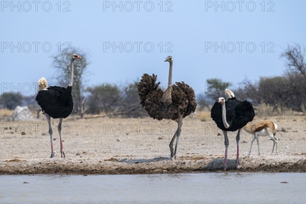 Common ostrich (Struthio camelus), two adult males and one female drinking at a waterhole, Nxai Pan National Park, Botswana