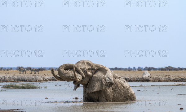 African elephant (Loxodonta africana), adult, standing in water, splashing itself with water at a waterhole, Nxai Pan National Park, Botswana