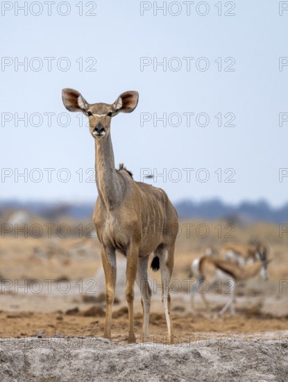 Greater kudu (Tragelaphus strepsiceros), adult female, alert, Nxai Pan National Park, Botswana