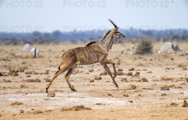 Greater kudu (Tragelaphus strepsiceros), young male, running, Nxai Pan National Park, Botswana
