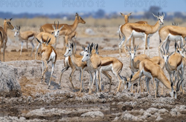 Herd of springboks (Antidorcas marsupialis) drinking at a waterhole, Nxai Pan National Park, Botswana