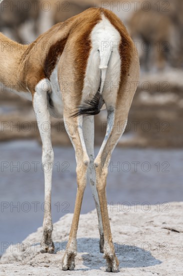Springbok (Antidorcas marsupialis) from behind, rump, Nxai Pan National Park, Botswana