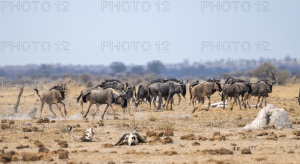 Blue wildebeest (Connochaetes taurinus), herd in dry savannah, Nxai Pan National Park, Botswana