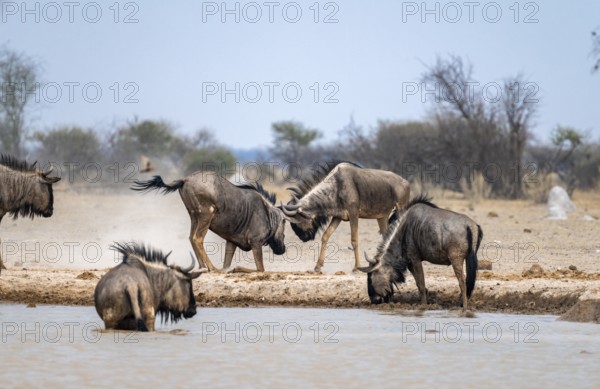 Blue wildebeest (Connochaetes taurinus), two males fighting at a waterhole, Nxai Pan National Park, Botswana