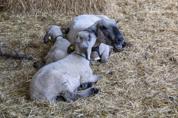 Brown-headed meat sheep