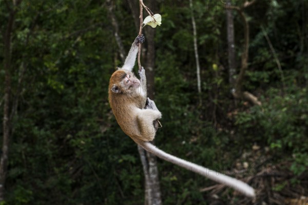 Monkey on the beach, macaques, Ao Nang Beach, Ao Nang, Krabi, Thailand