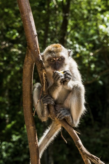 Monkey on the beach, macaque, Ao Nang Beach, Ao Nang, Krabi, Thailand