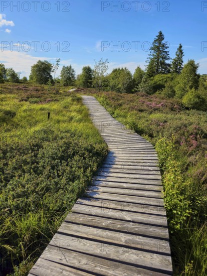A winding wooden path meanders through a green heath landscape in the sunshine, summer, High Fens, Eifel National Park, Mützenich, Waimes, Liège, Belgium
