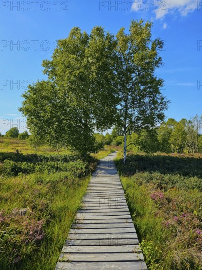 A wooden path leads through a heath landscape with trees under a clear blue sky, summer, High Fens, Eifel National Park, Mützenich, Waimes, Liège, Belgium