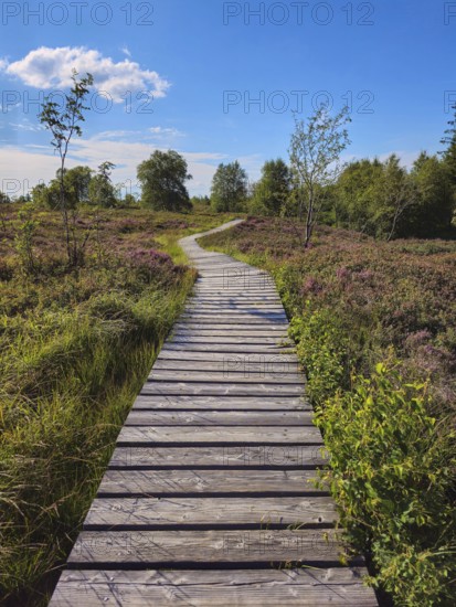 A wooden path leads through a wide, heathy landscape under a bright blue sky, summer, High Fens, Eifel National Park, Mützenich, Waimes, Liège, Belgium