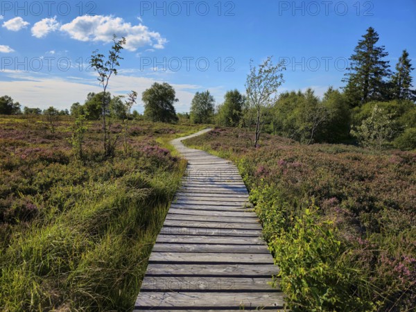 A wooden path leads through blooming heathland and trees, captured under a clear sky, summer, High Fens, Eifel National Park, Mützenich, Waimes, Liège, Belgium