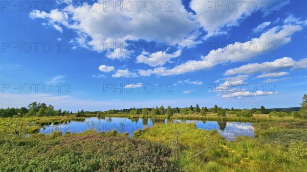 A moor pond reflects the blue sky with white clouds, surrounded by green landscape, summer, High Fens, Eifel National Park, Mützenich, Waimes, Liège, Belgium