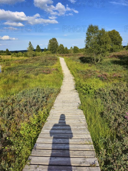 A wooden path accompanied by a shadow leads through green meadows on a sunny day, summer, High Fens, Eifel National Park, Mützenich, Waimes, Liège, Belgium