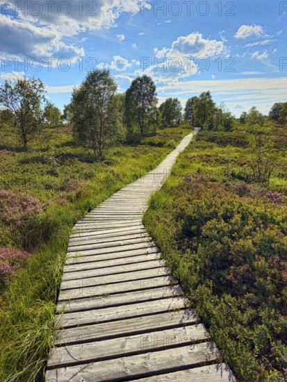 A wooden path leads through a heath landscape with trees under a blue sky and clouds, summer, High Fens, Eifel National Park, Mützenich, Waimes, Liège, Belgium