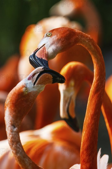 American flamingo, Phoenicopterus ruber, group of birds