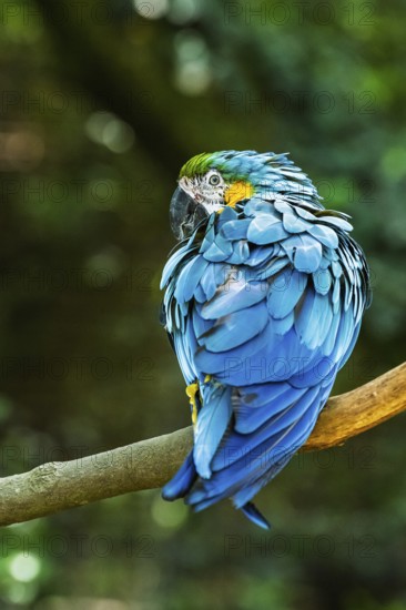 Blue-and-yellow macaw, Ara ararauna, bird in flight