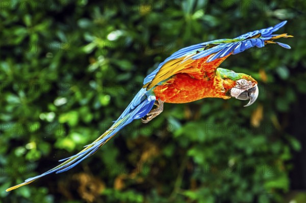 Blue-and-yellow macaw, Ara ararauna, bird in flight
