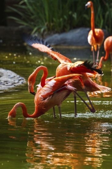 American flamingo, Phoenicopterus ruber, pair of birds during copulation