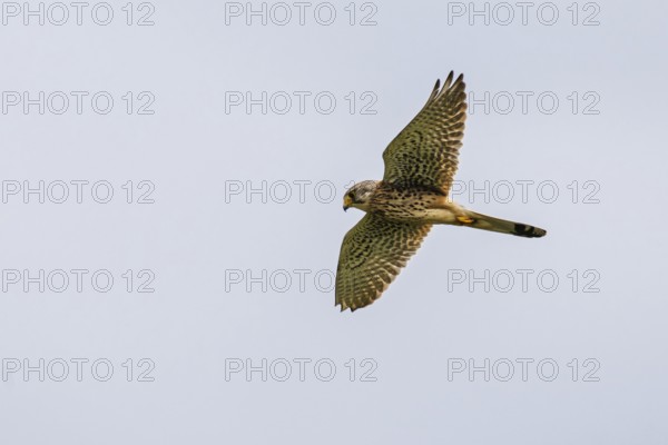 Common Kestrel, Falco tinnunculus, bird in flight