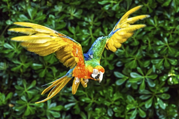 Scarlet macaw, Ara macao, bird in flight