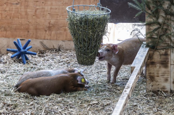 Piglets in the barn